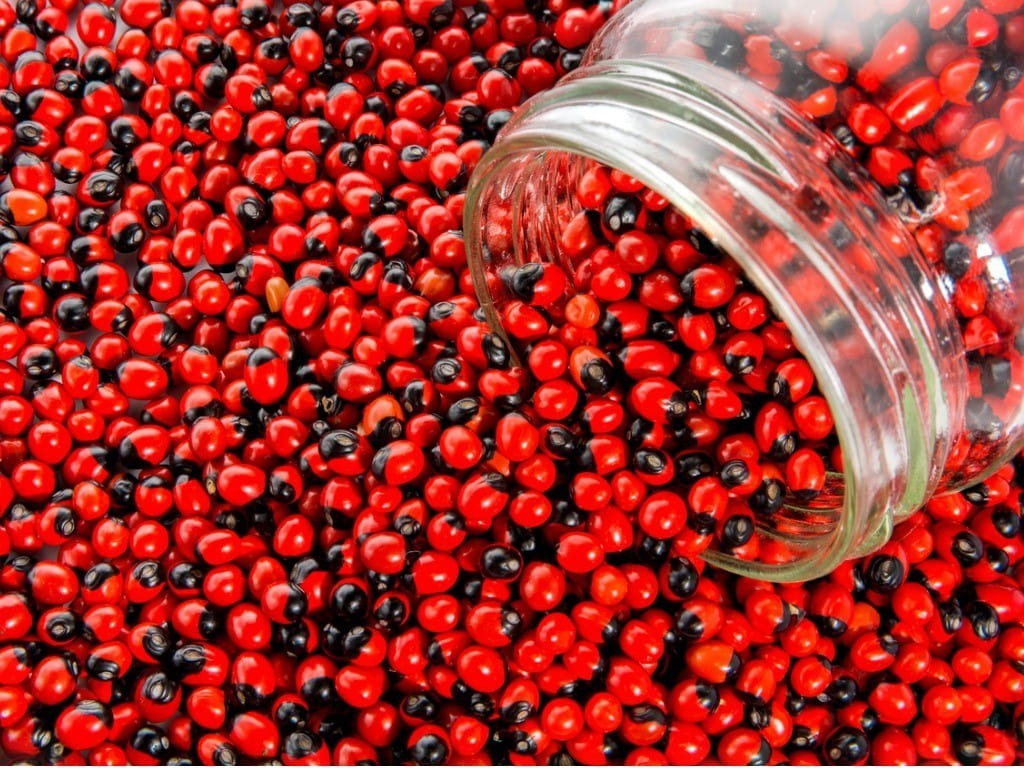 Rare African Cat Eye Seeds – Natural Craft Beads  perfect for cultural jewellery