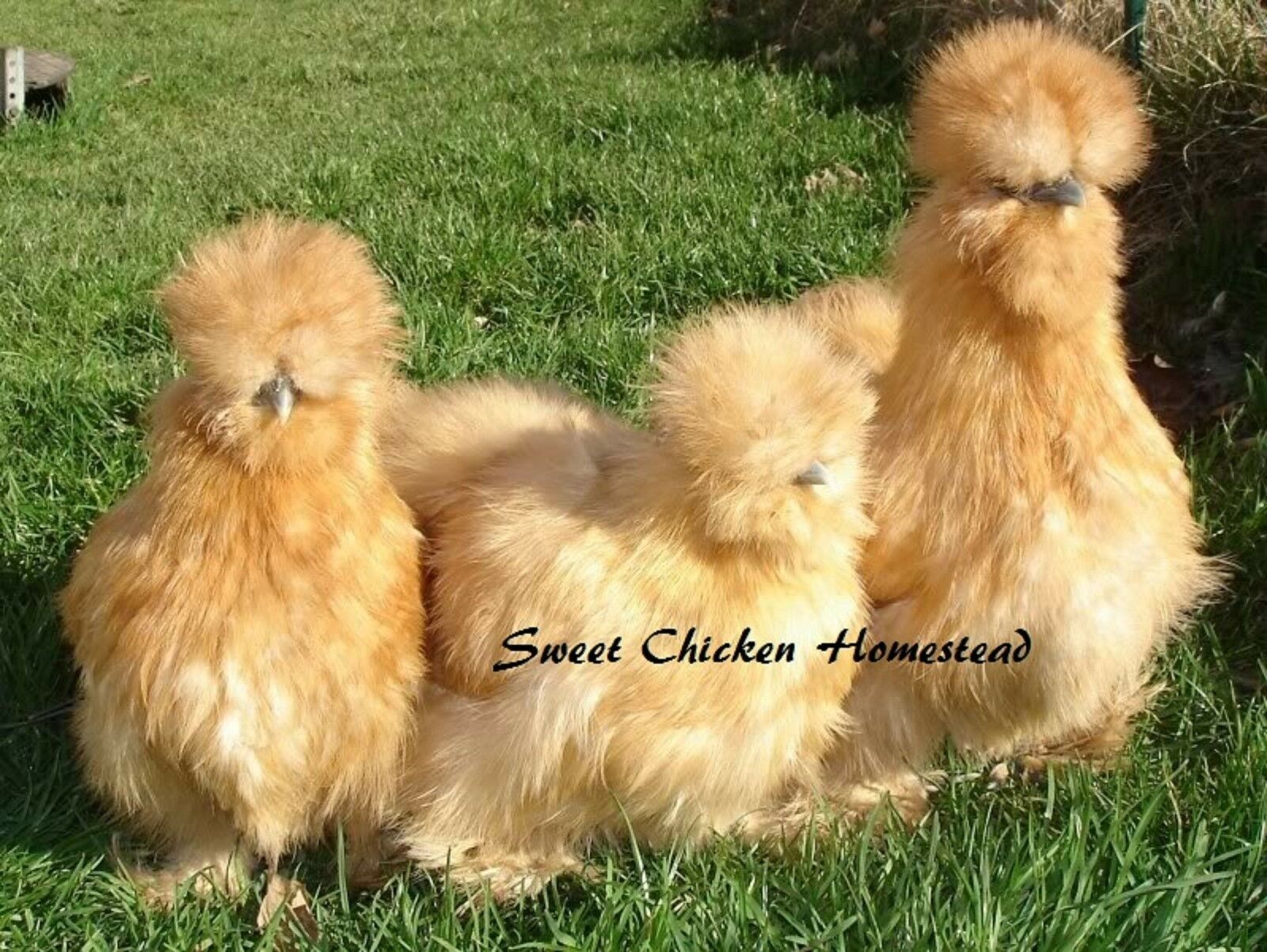 Silkie 10++ MULTI Gorgeous Plumage Bearded blue black buff paint Hatching Eggs!