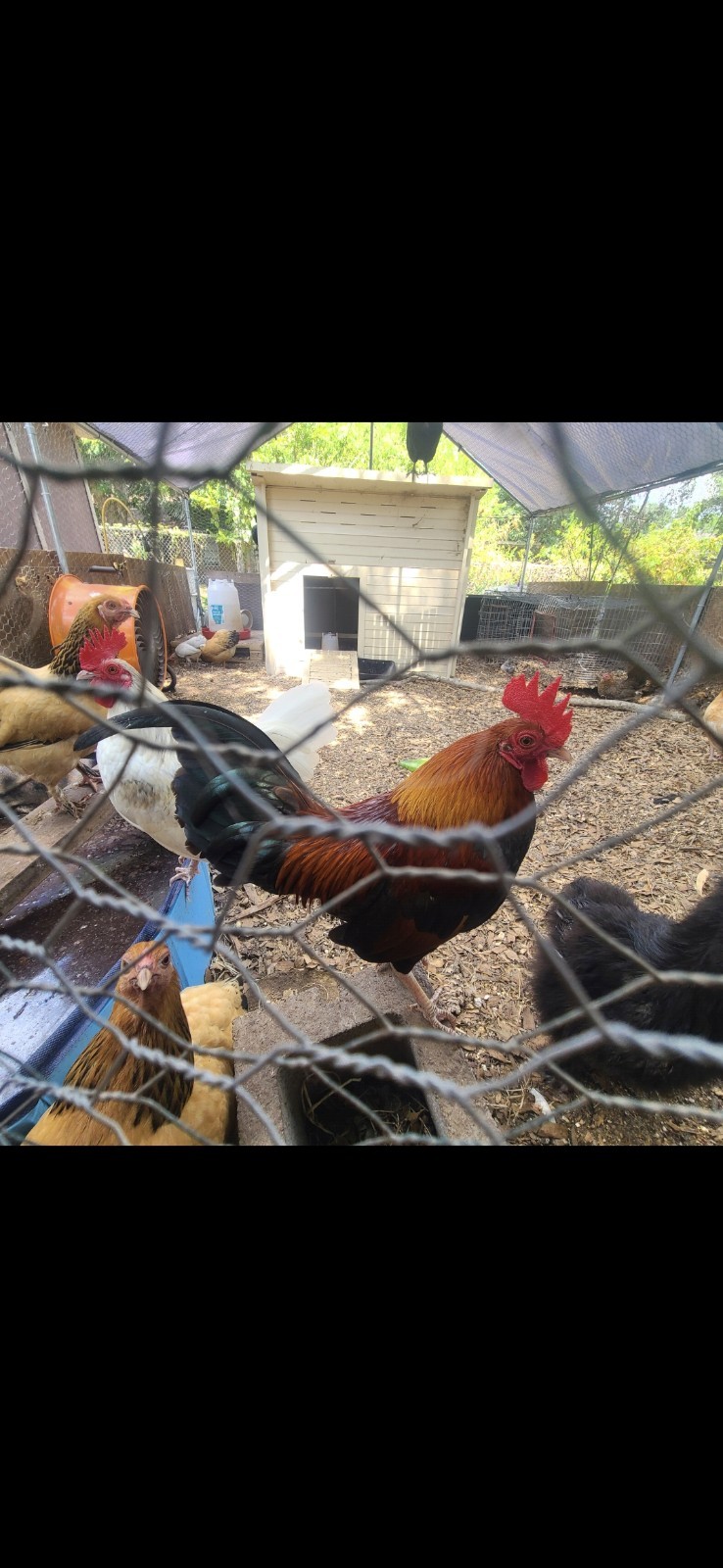 Fertile Bantam Mystery Hatch 18 eggs