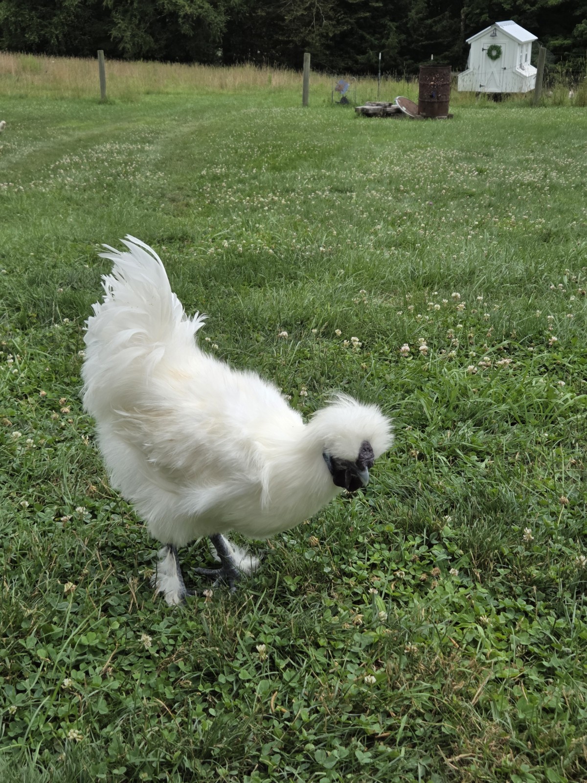 6 Fertile Silkie Hatching Eggs!  Silkie, Satin, Showgirl.  Chance For Frizzle!!