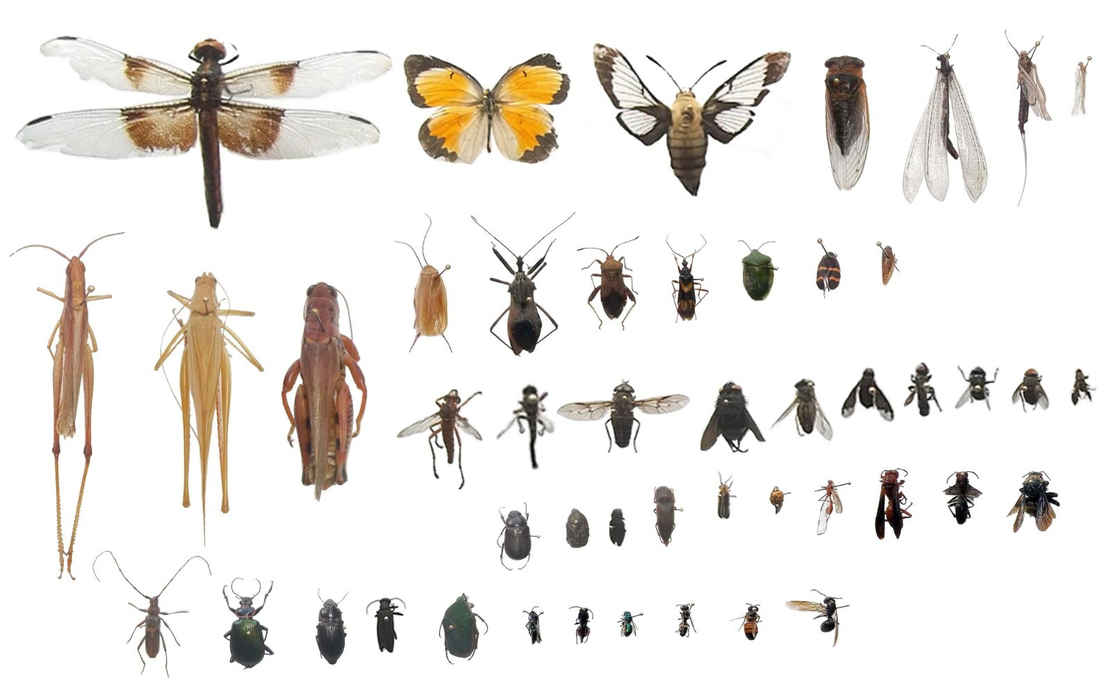 Pinned USA Insect Specimens for Entomology Class Dead Bug Collection Identified!