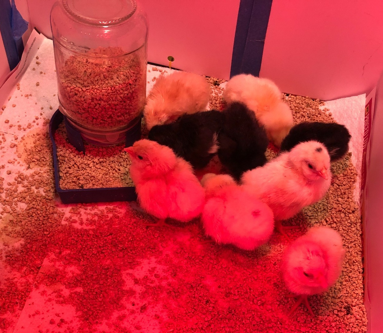 11+ Fertile Chicken Hatching Eggs BarnyardMix/Crested/Easter/Rare Breed Possible