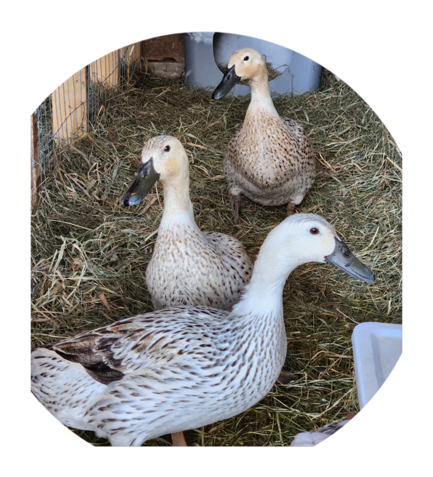 6++ Organically raised Welsh Harlequin Hatching Eggs. NPIP cert. 35-0909