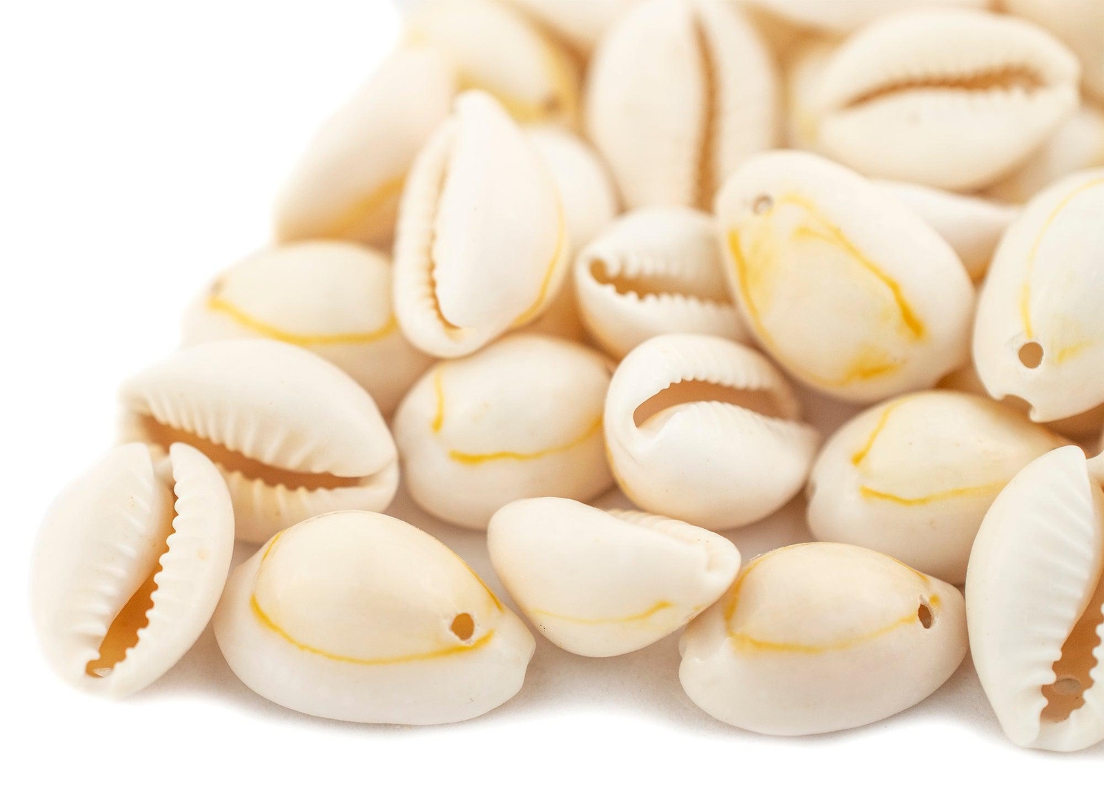 Beige Drilled Cowrie Shells Large 13mm White Unusual 1