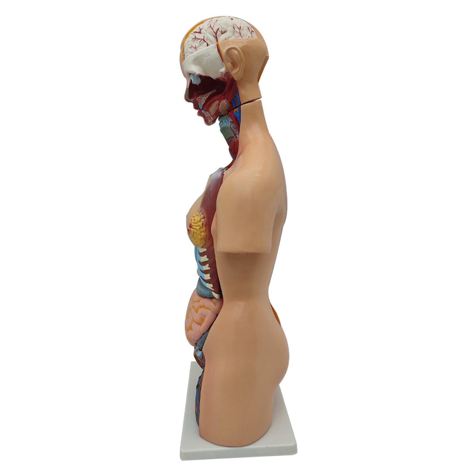 Human Torso Model Replaceable Detachable Female/Male Medical Teaching Model