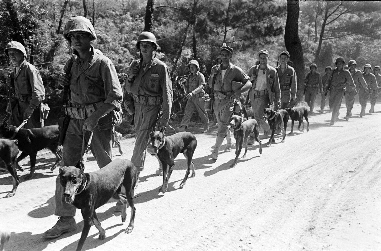 WW2 WWII Photo US Marines & War Dogs on Okinawa 1945  World War Two / 1945