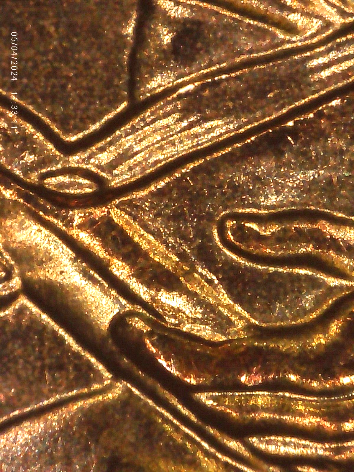 2009 P BU FY DOUBLED DIE REVERSE ERROR WDDR-033