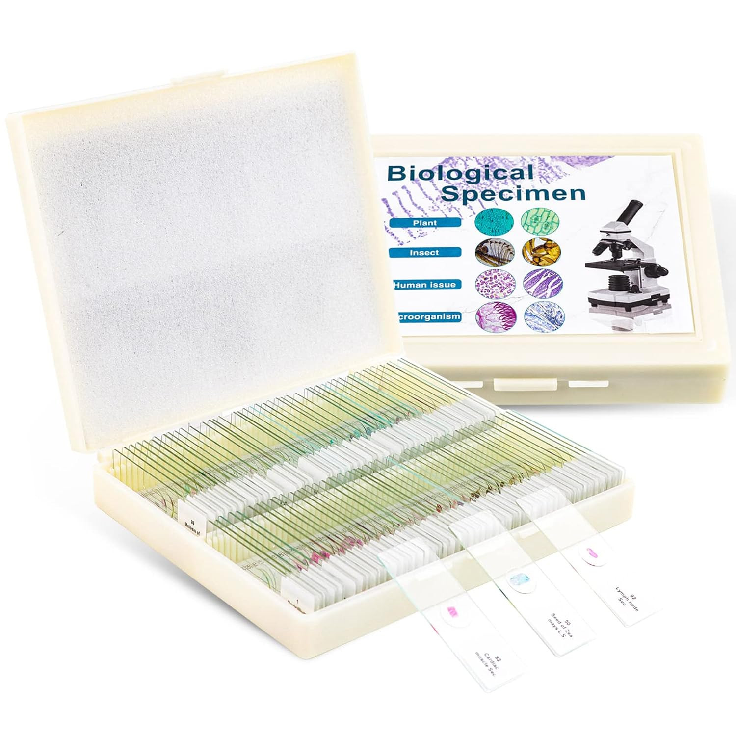 100 Prepared Microscope Slides with Specimens for Kids Adults - Bacterium, Fungu