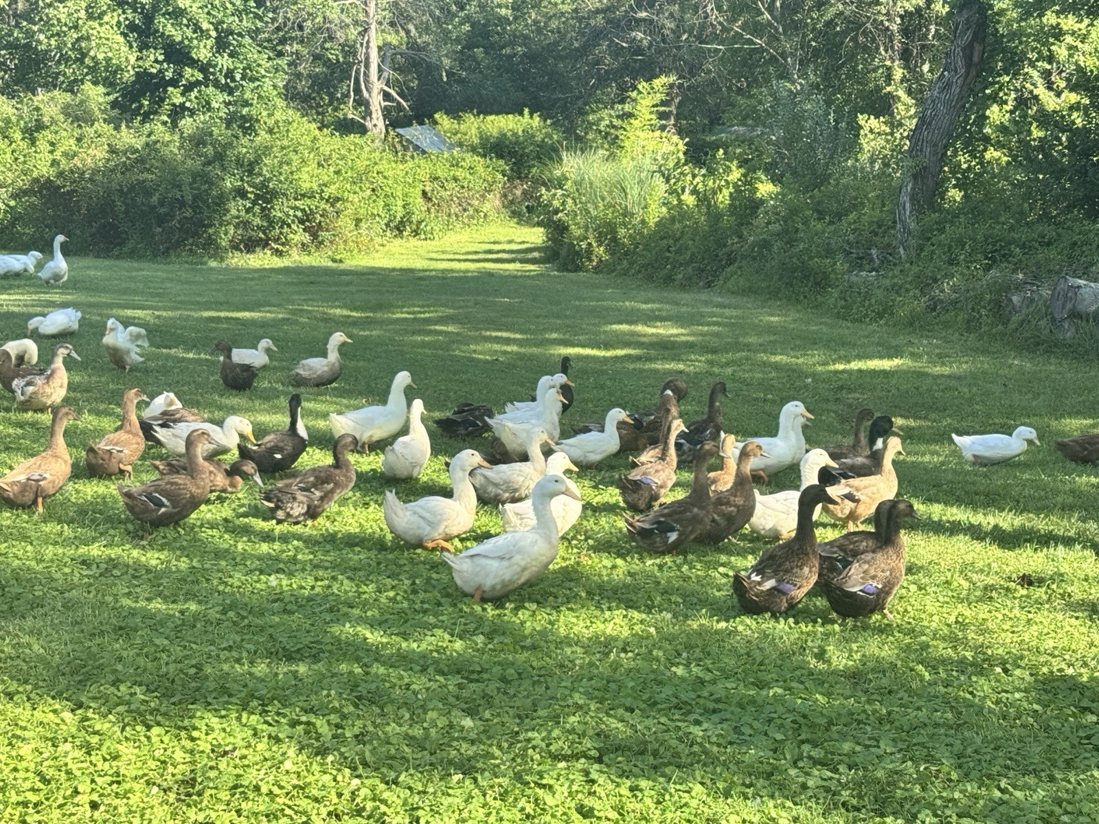 12+ Fertile Duck Hatching Eggs | Mixed Flock Pekin, Mallard & Brown Ducks