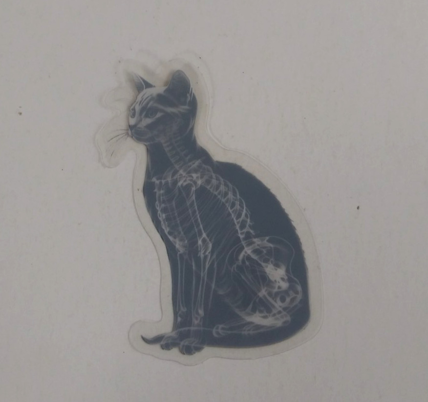 Cat X-Ray Transparent Sticker 2.25" x 2" (AT)