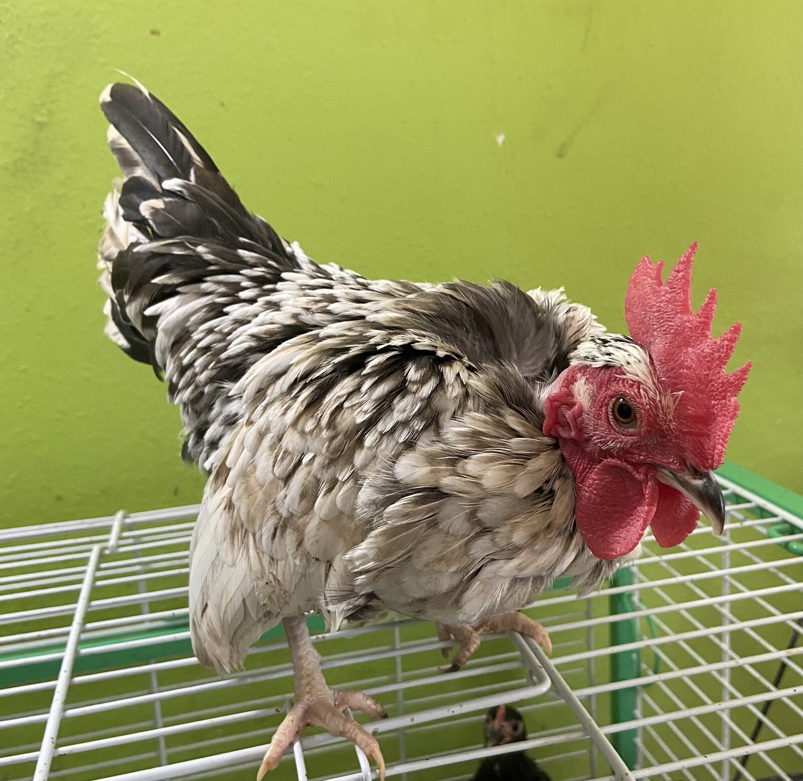 8+ Micro 100% Puerto Rican Kikiriki Hatching Eggs-Crested - NN-Molted -Rumpless