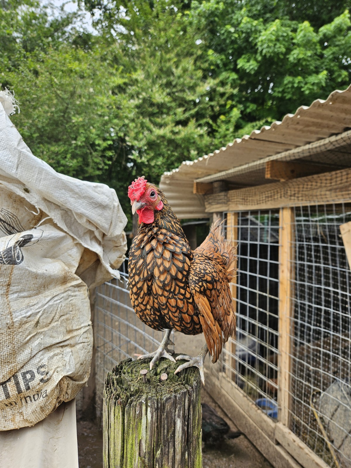 6 Golden Sebright Bantam Chicken Hatching Eggs