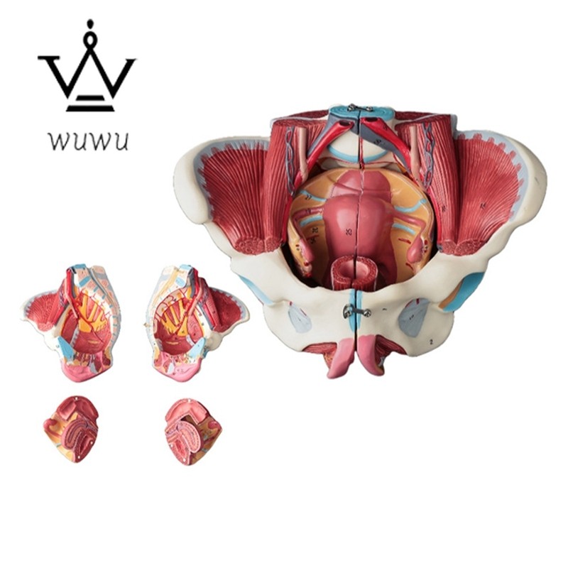 Top-Disassembled Female Pelvis Anatomy Model PVC Female Pelvis Uterine Pelvic