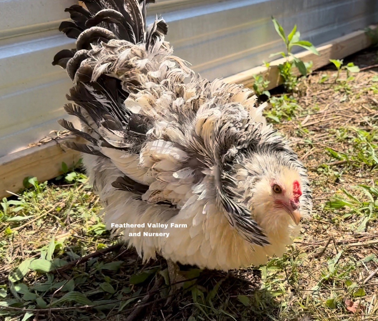 12 Frizzle Americana Hatching Eggs -NPIP