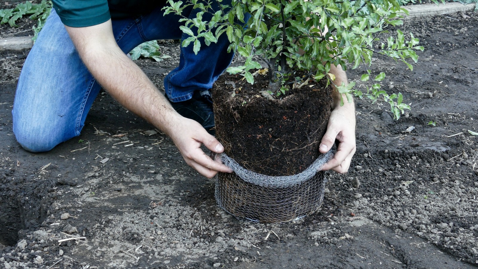 2-Gallon Digger's RootGuardTM Speed Baskets, Gopher Wire Baskets 2-Pack