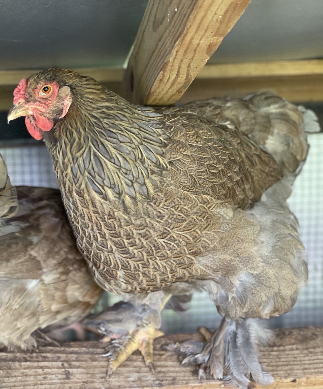 6+ Blue/Black/Splash SILVER/GOLD Partridge Brahma Hatching Eggs