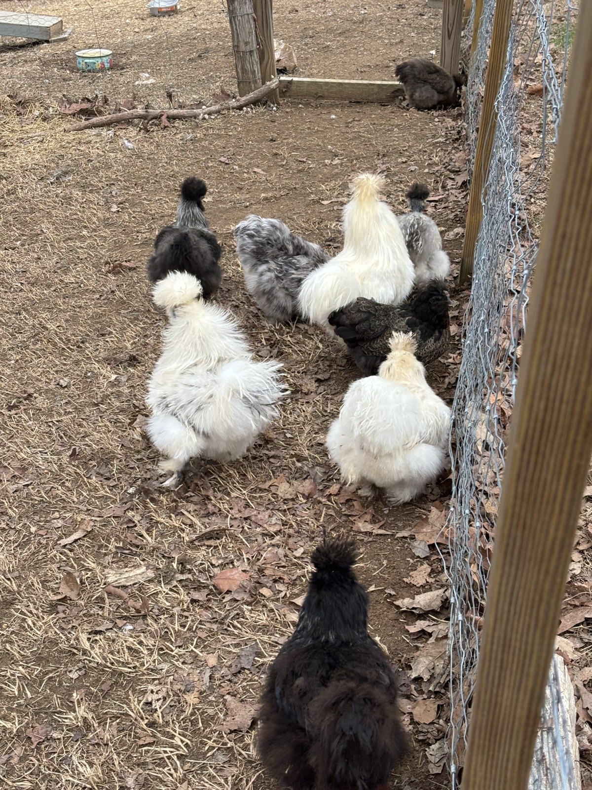 24 Bearded Silkie Hatching Eggs