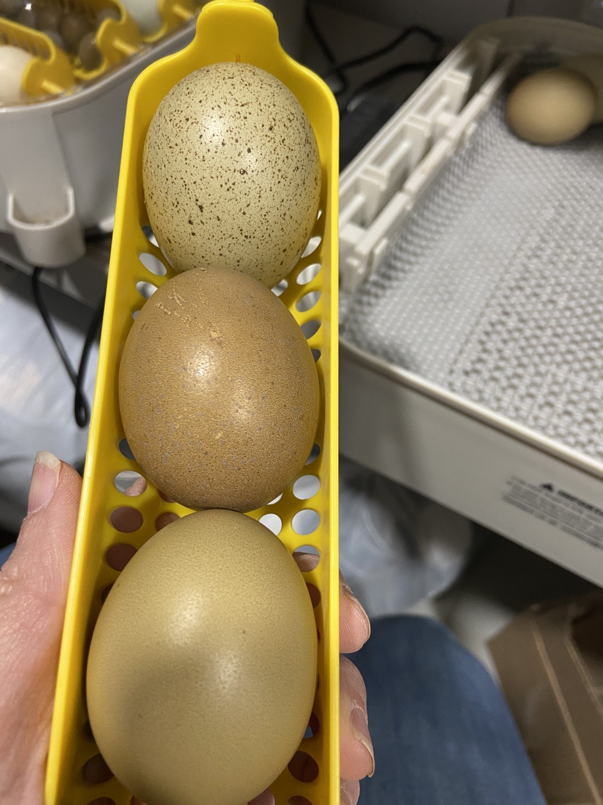 (6) F1, F2, F3 Speckled Olive Moss Egger Hatching Eggs