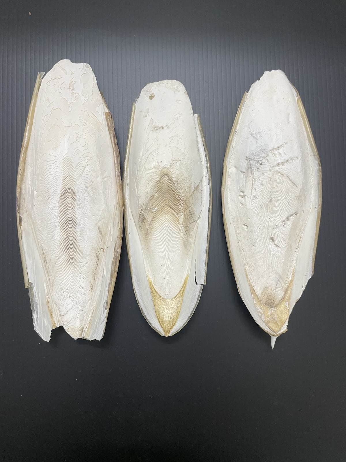 7" Natural Cuttlebone Cuttlefish Bone Bird Reptile Turtle Calcium - 7 inch