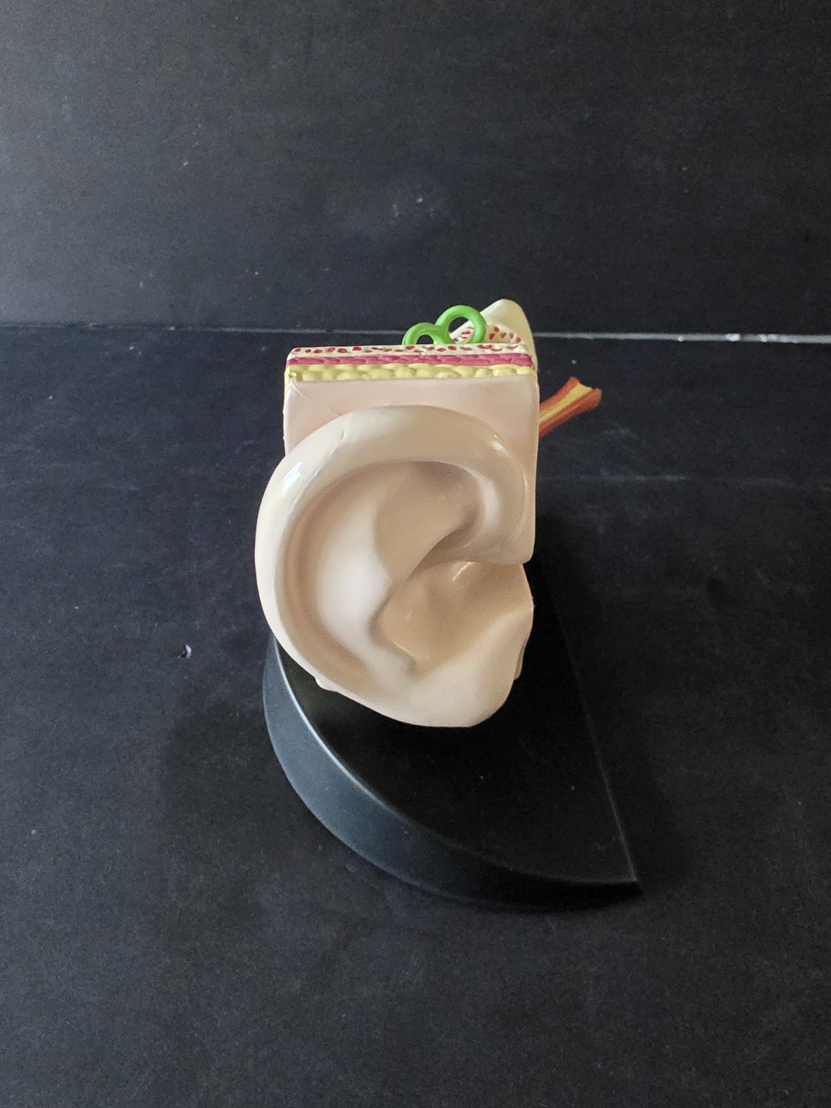 3D Scientific Human Ear Anatomical Display Model Inner Canal Pharma Design 2001