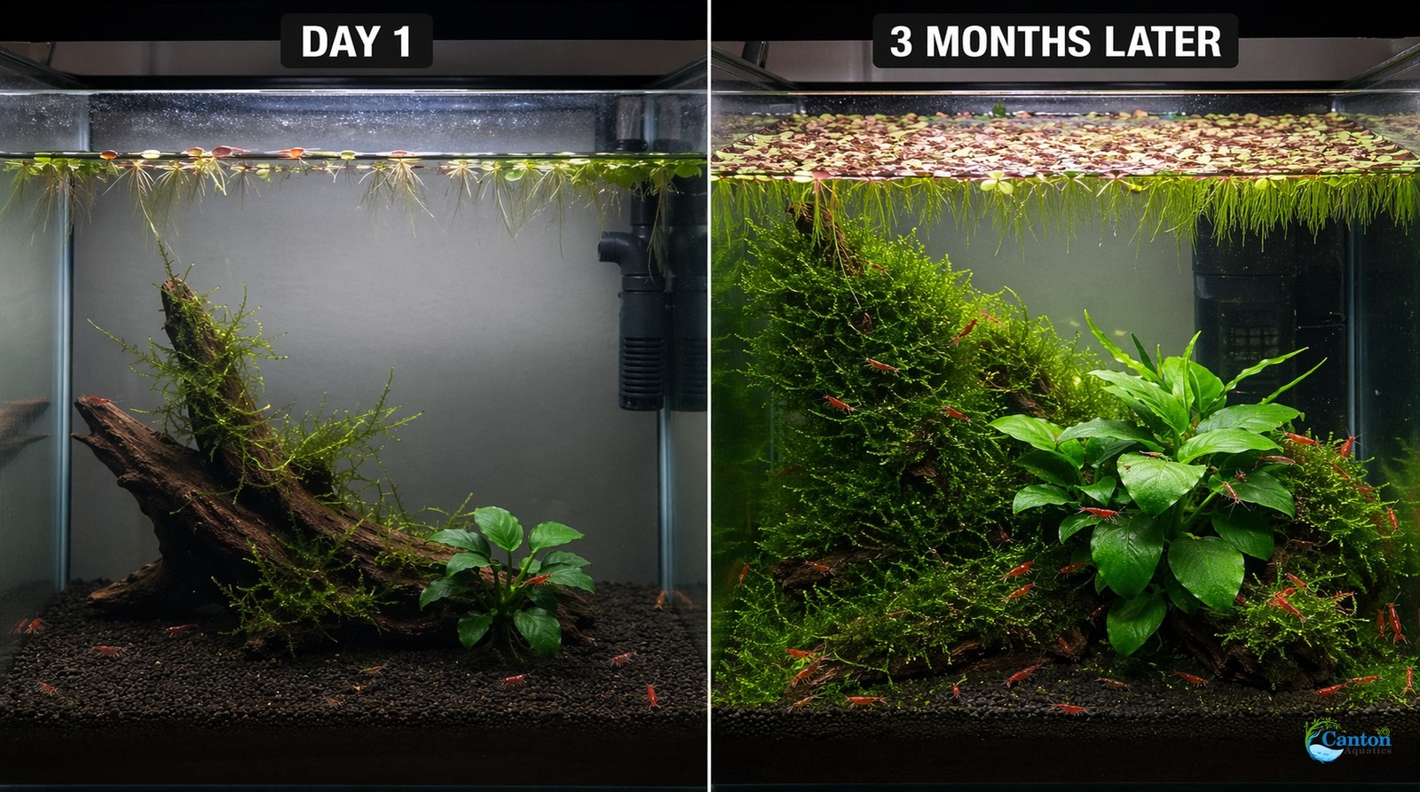 Live Shrimp Tank Plant Bundle Red Root Floater Java Moss Anubias Nana Kit