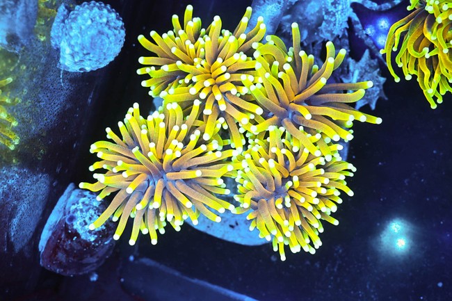 LG Gold Torch Colony WYSIWYG - SAQ Coral Farm