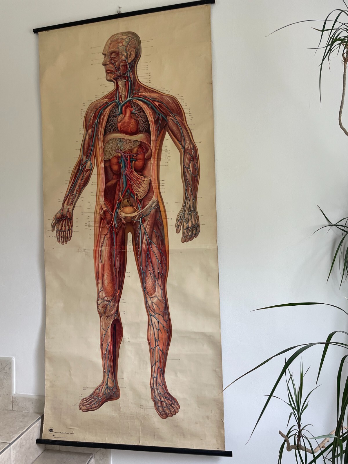 Original vintage medical pull down school chart of The Vascular system -lifesize