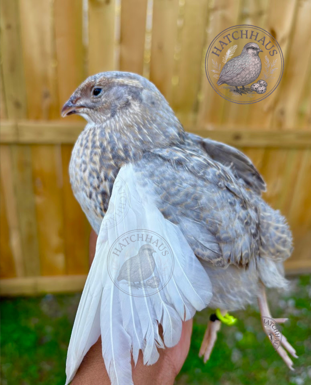 36 Assorted RARE COLORS Coturnix Quail Hatching Eggs - shipped in foam