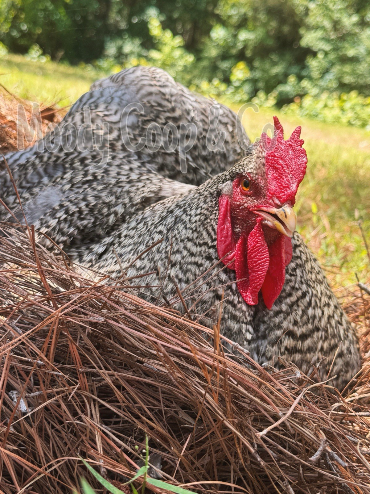6+ Fertile Large Fowl Barred Cochin Hatching Eggs 🐣