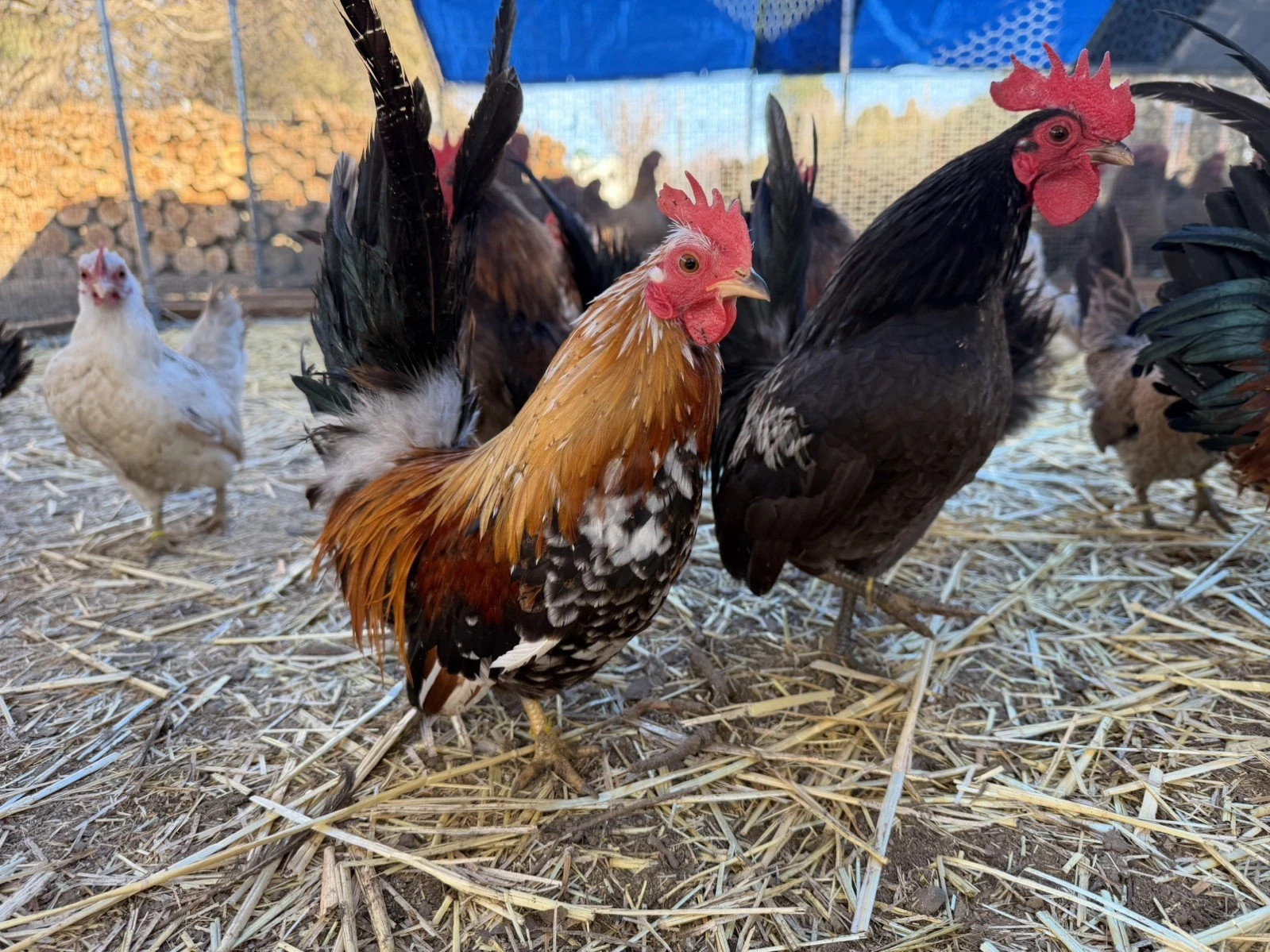 10+ Fertile Serama Chicken Hatching Eggs NPIP/AI/PT Clean Secure Foam Packaging
