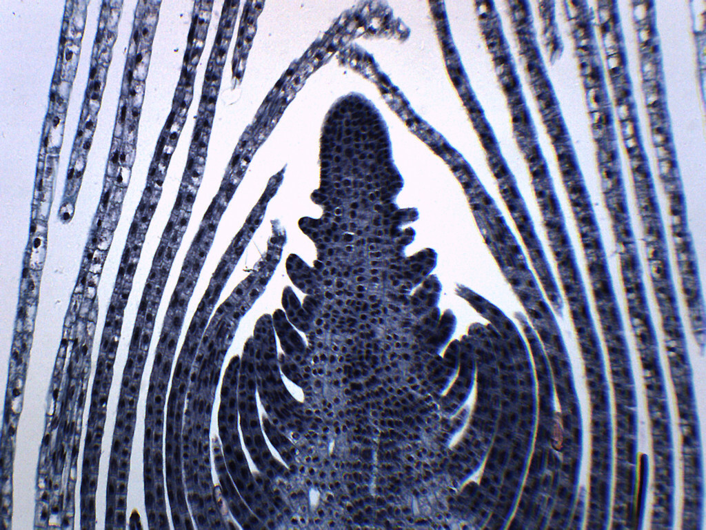 Elodea Stem Tip - CS - Prepared Slide - 75x25mm - Eisco Labs