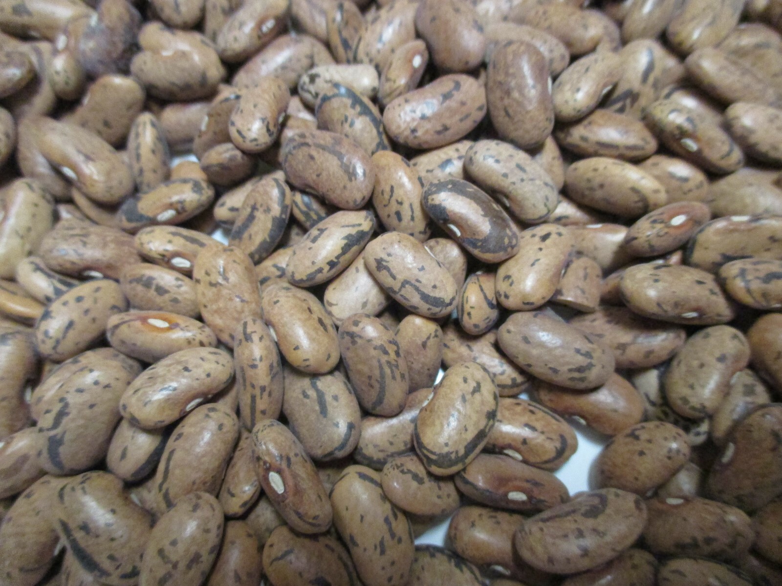RATTLE SNAKE POLE BEAN SEEDS 1.2oz 100 + SEEDS GREEN BEANS