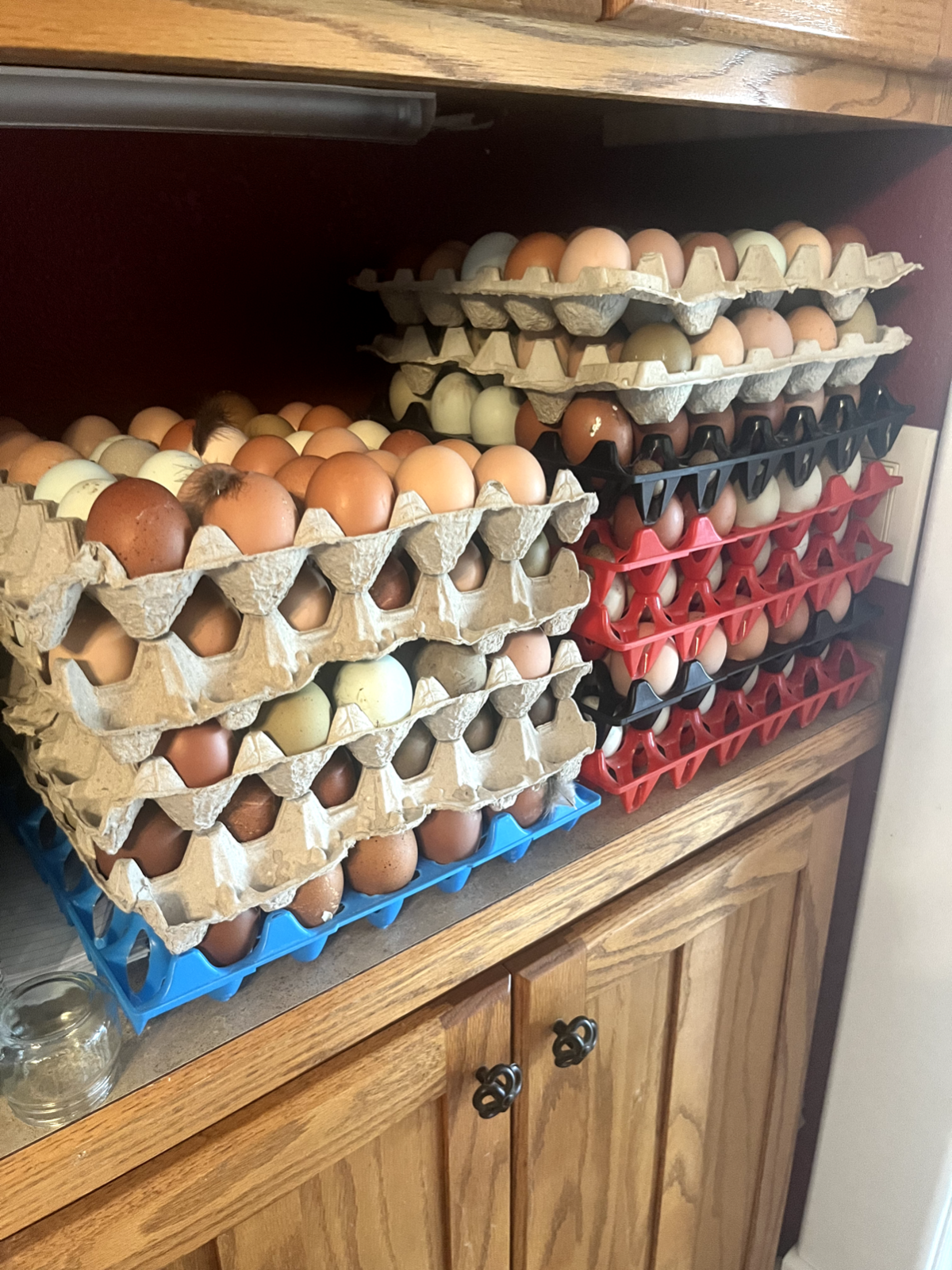 3 Fresh and Fertile Rainbow Hatching Eggs Olive Cemani Rare Colors