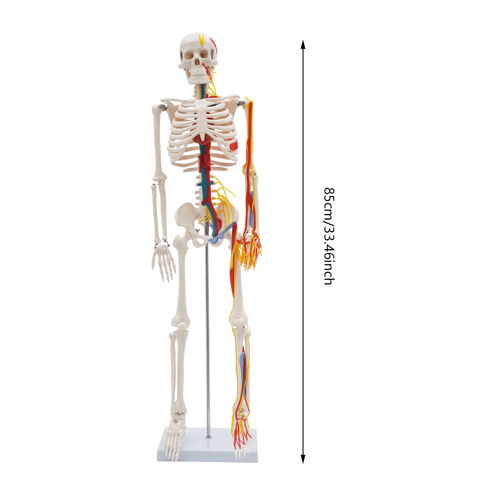 34'' Human Skeleton Model Standing Style With Neurovascular Human Skeleton Model
