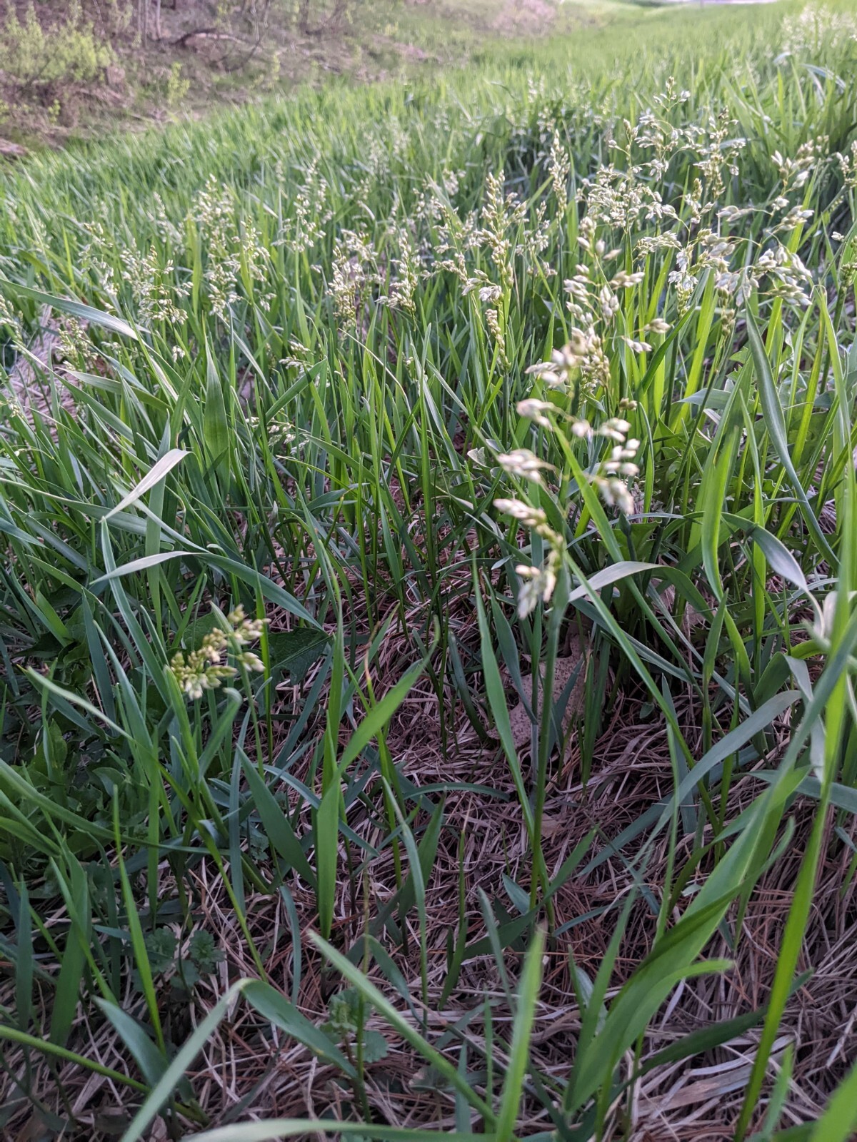 Sweet Grass - Hierochloe odorata. Oat Family.  50+ seeds -$12.00