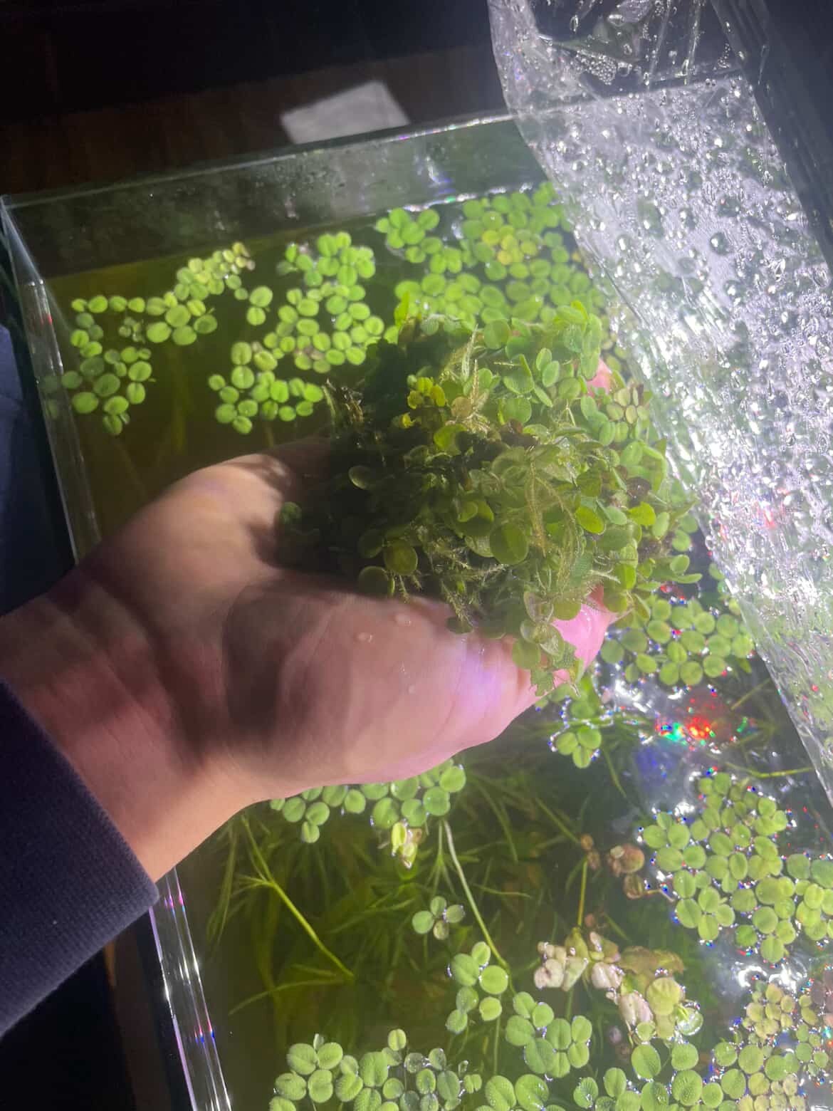 Handful Portion Salvinia Minima Floating Aquarium Plant