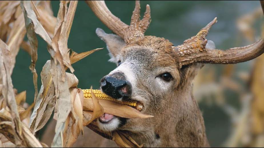 250 Dinner Getter Deer Food Plot Corn Seeds-High Yielding Hybrid  Whitetail Deer