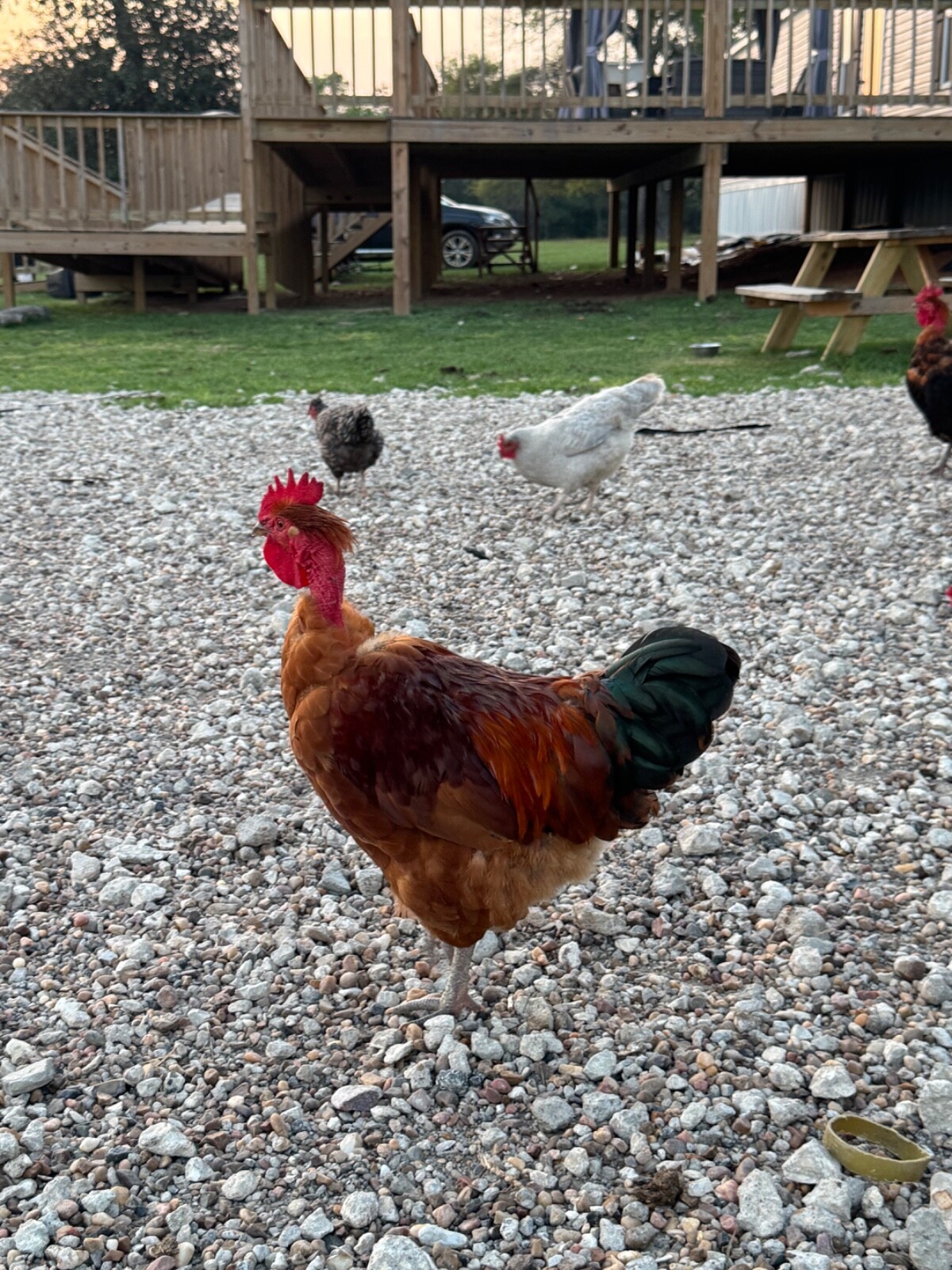 12 Barnyard Mix Hatching Eggs (Rare Breeds)