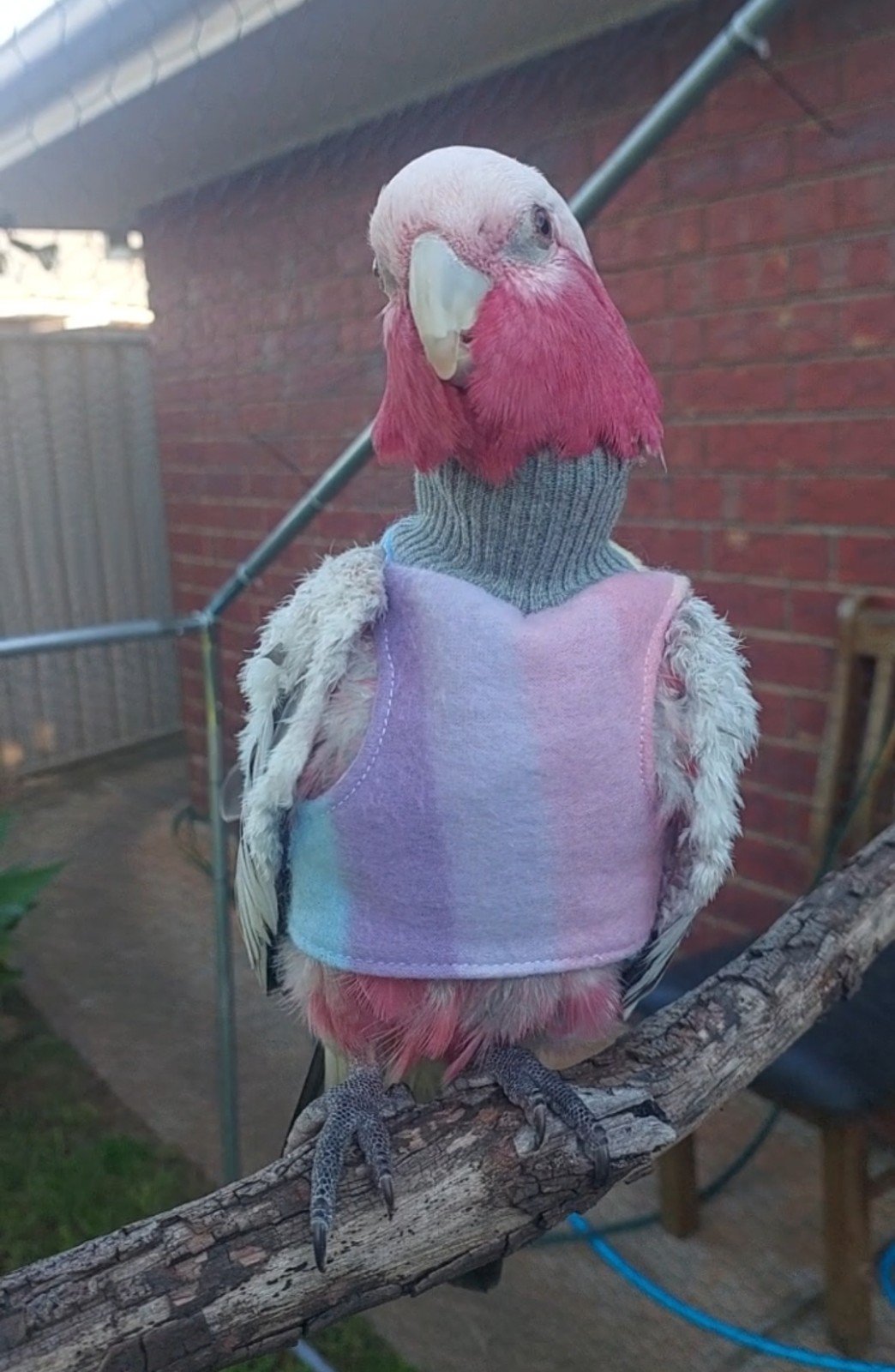 Rainbow Bird Vest 🌈