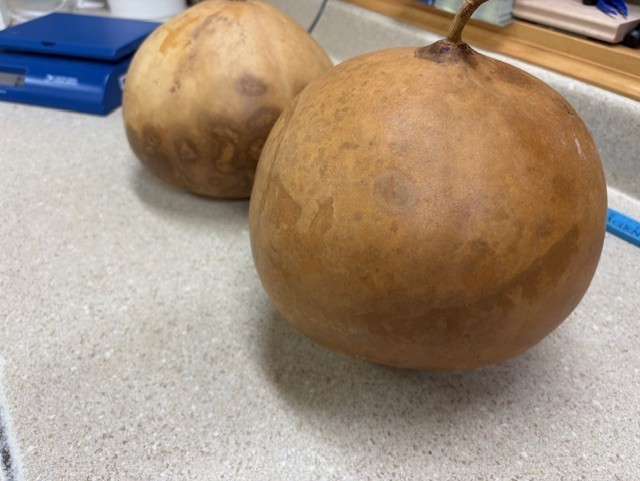 GOURD- Bushel Gourd 8" up to 10"
