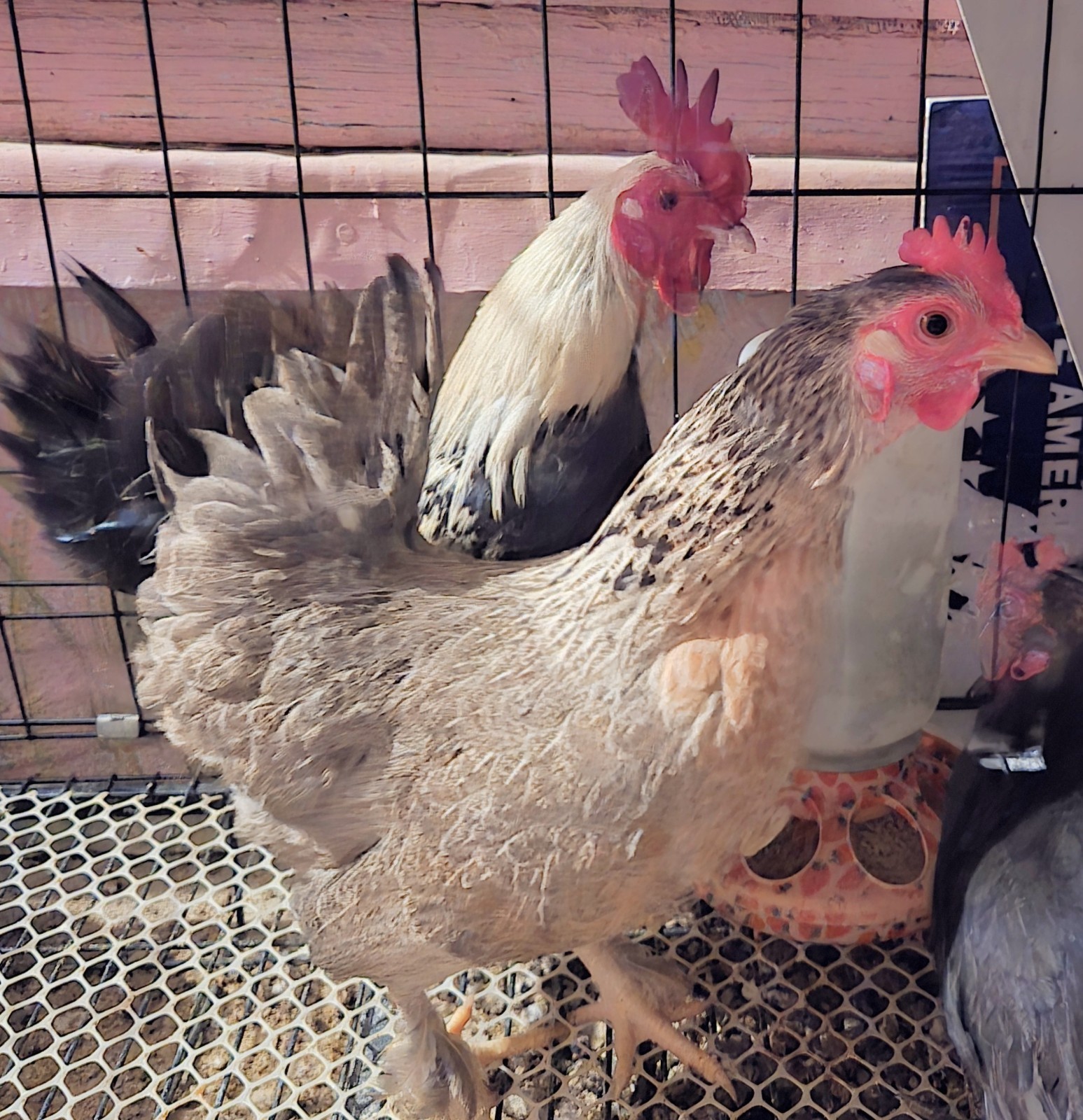 12+ Serama Hatching Eggs 🐣 Serama x Bantam Mix Tiny Pet Chickens