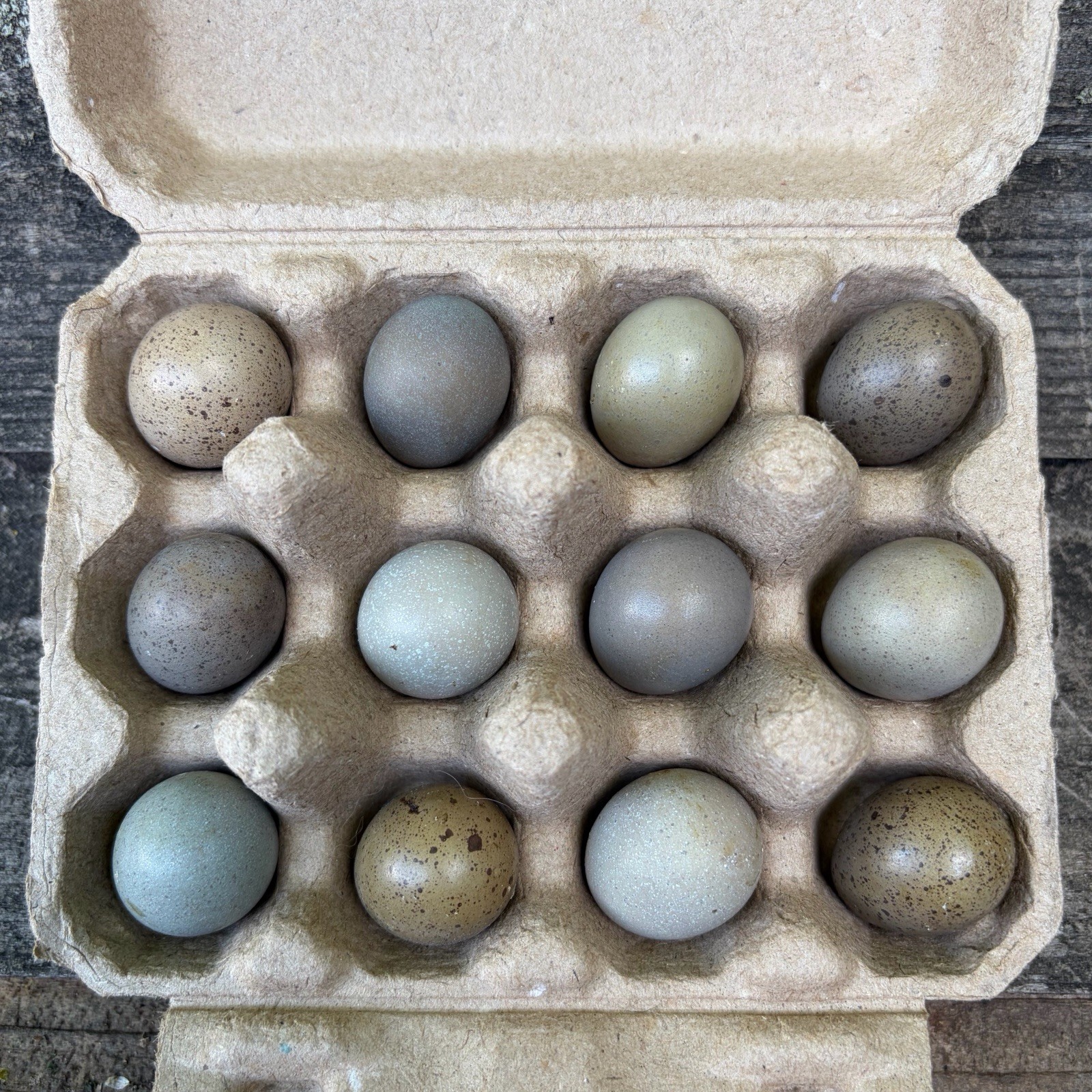 18+ Button Quail Hatching Eggs — Lines Selected For Heavy Blooms and Speckles