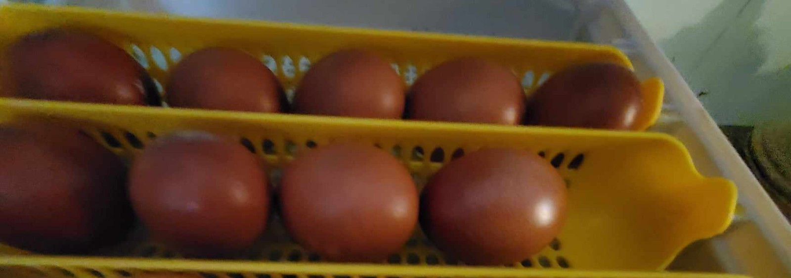 10+2 Show Quality Black Copper Maran Hatching Eggs Spotted Dark Brown