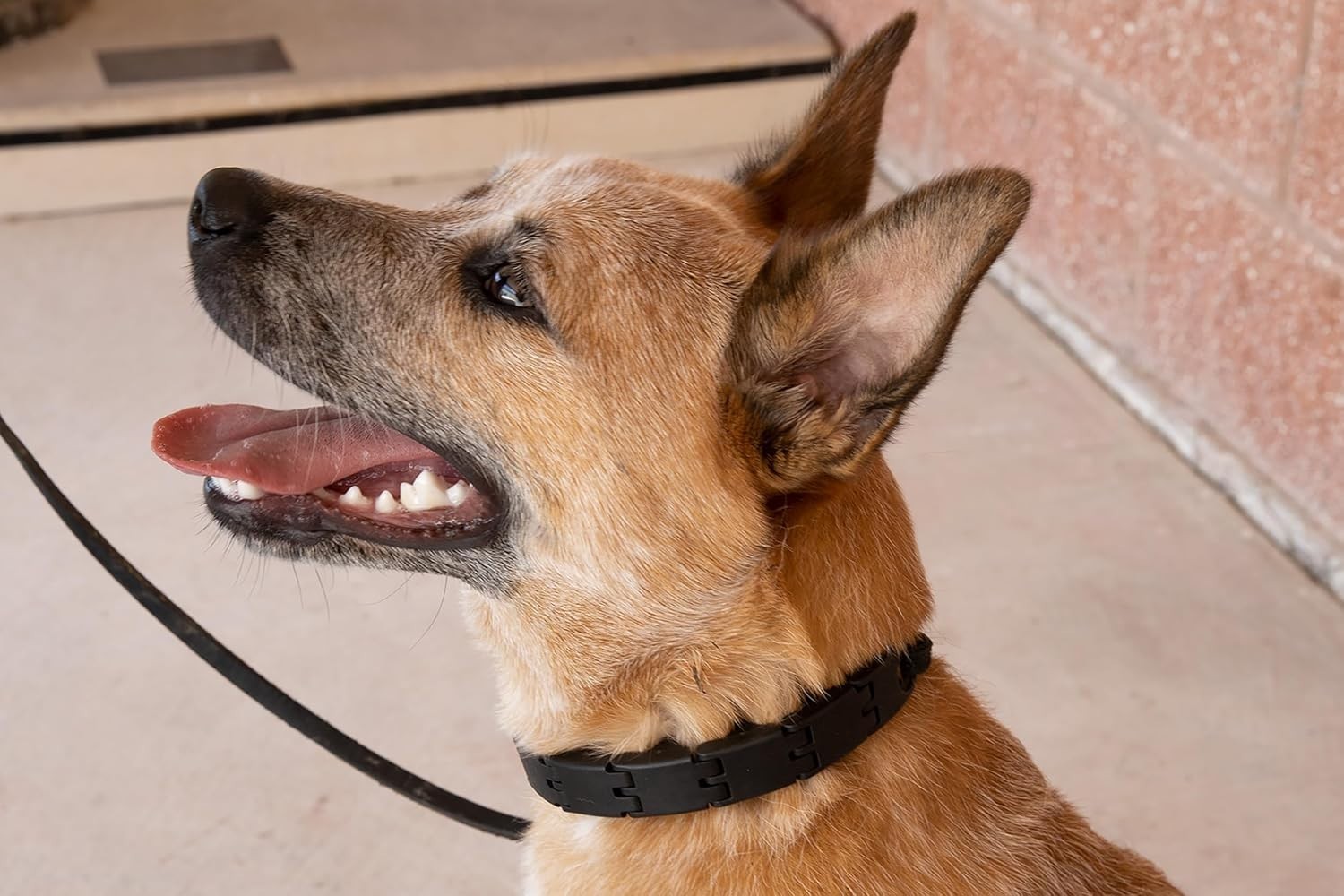 Pro-Training Dog Collar Large