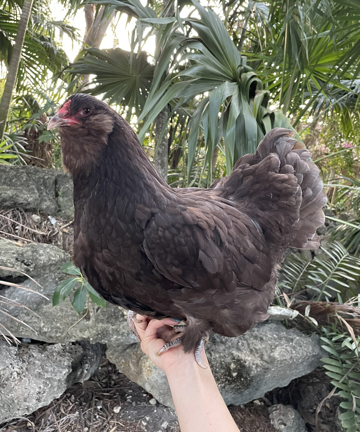 (6) Mauve and Chocolate Ameraucana Hatching Eggs - Possible Mottled Split!