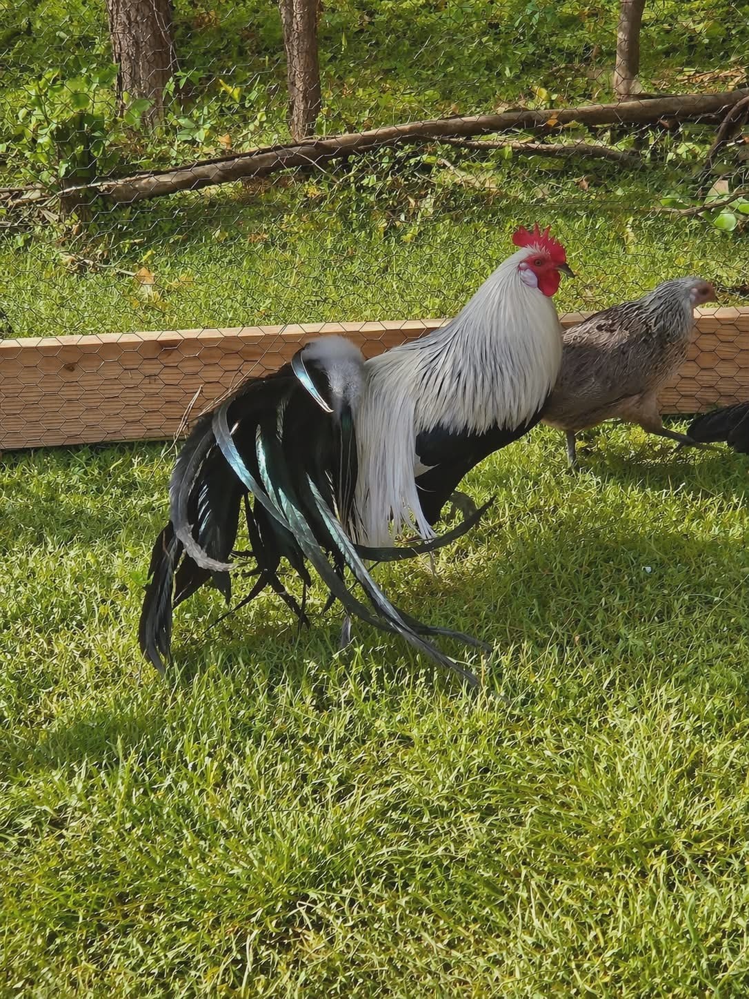 6+ Pure Silver Phoenix longtail Chicken hatching eggs L@@K!