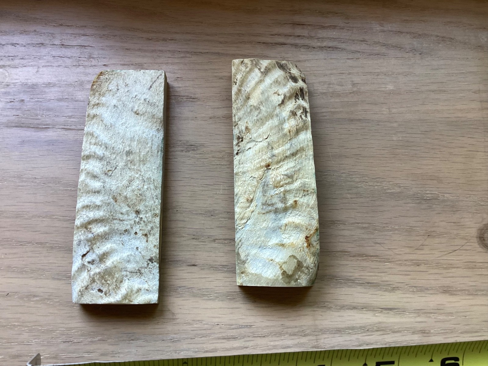Sheep Horn slabs for knife making