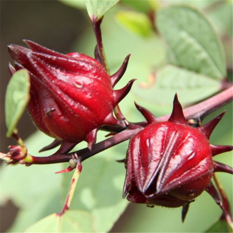 100 Roselle Seeds Sour Leaf Red Hibiscus Fruit Flower Seed Garden Decor Plants-