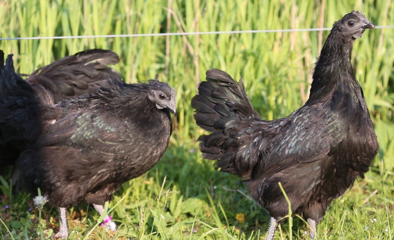 10++ NPIP Ayam Cemani Hatching Eggs - Read Description
