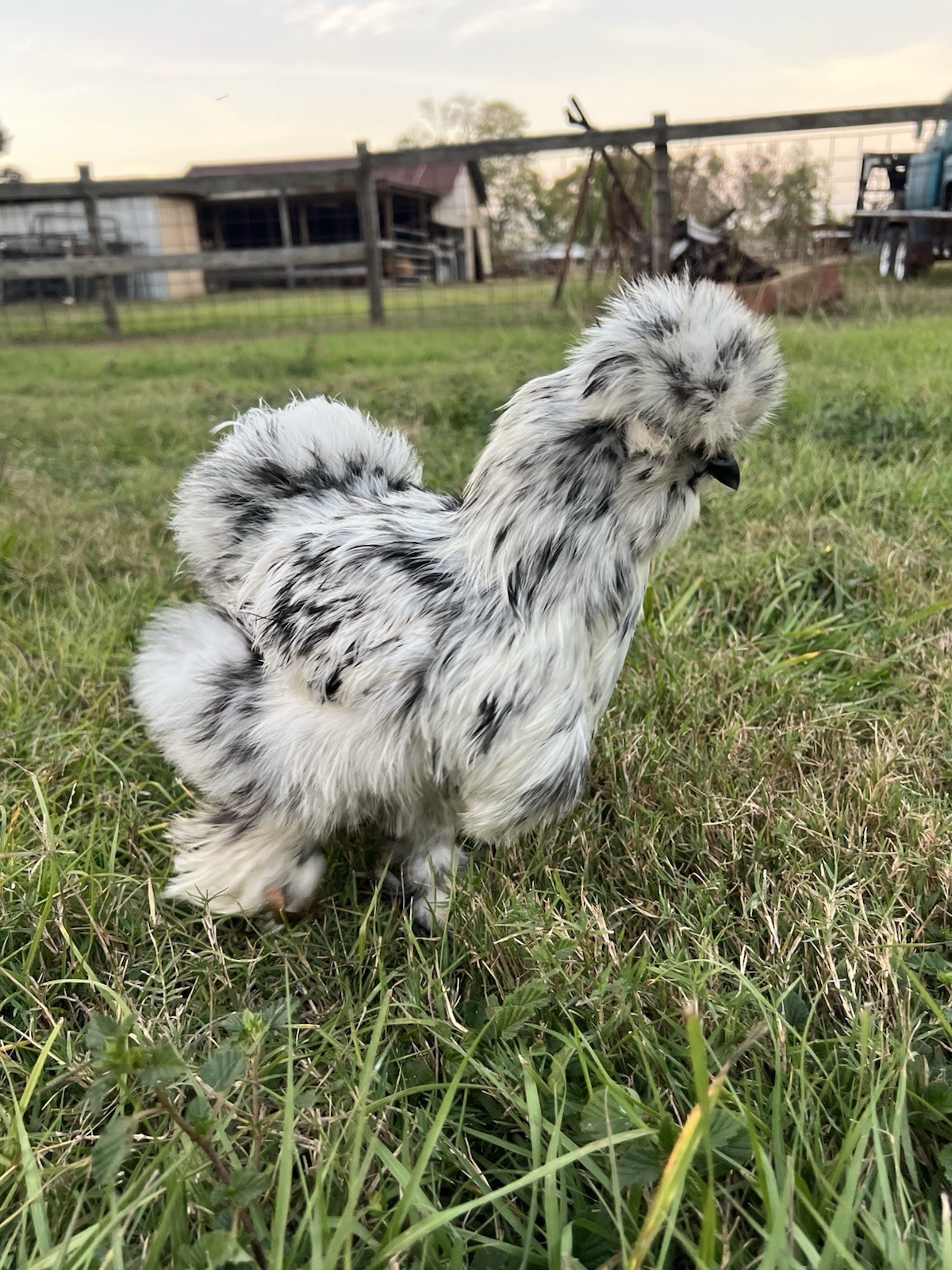 6+ Bearded Paint Silkie Hatching Eggs NPIP Certified Flock